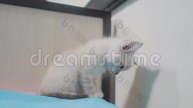 可爱可爱的小白猫坐在卧室的床上。蓝色悲伤眼睛的小猫宠物。小猫小猫